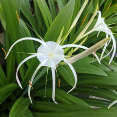 Crinum Lily, Spider Lilly (White) - Plant