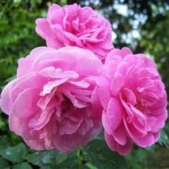Damascus Rose, Scented Rose (Any Color) - Plant