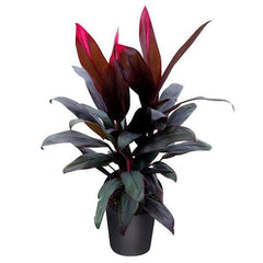 Dracaena Mysore Ruby, Dracaena Baby Doll - Plant