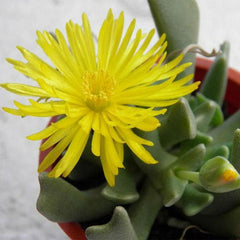 Elkhorn, Rhombophyllum dolabriforme - Succulent Plant