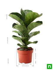 Ficus Lyrata Bambino, Dwarf Fiddle Leaf Fig - Plant