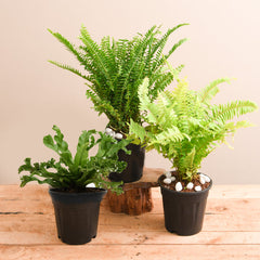 Best 3 Ferns for Indoor Plant Decor
