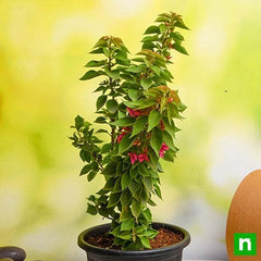 Bougainvillea Dwarf (Pink) - Plant