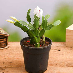 Christmas Cactus, Schlumbergera (Any Color) - Succulent Plant