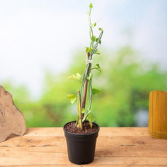 Cissus Quadrangularis, Hadjod - Plant