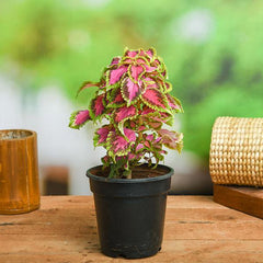 Coleus (Green Pink) - Plant