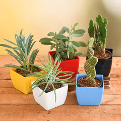 Dense Dudes Plant Pack