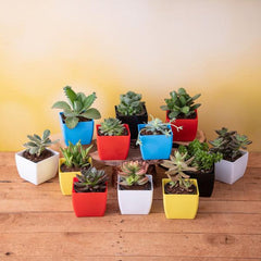 Dozen Sweet Succulents