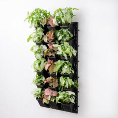 Enchanting Syngonium Vertical Garden to Decorate Indoor Space