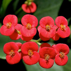 Euphorbia (Red) - Succulent Plant