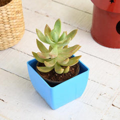 Graptosedum species - Succulent Plant