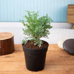 Herb-of-grace, Ruta Graveolens, Satap - Plant