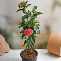Ixora Long, Singapuri Ixora (Red) - Plant