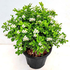 Kamini baby plant in nursery pot