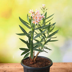 Kaner Dwarf, Nerium Oleander (Peach, Dwarf) - Plant