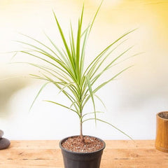 Marginata (Dracaena marginata) - Plant