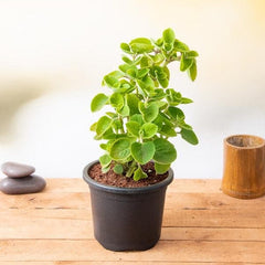 Mexican mint, Patharchur, Ajwain Leaves - Plant