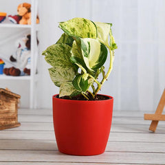 Money Plant Marble Queen - Plant