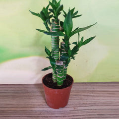 Multidrop Lotus Tiger Sticks Lucky Bamboo - Plant