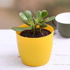Crassula ovata, Jade Plant - Succulent Plant