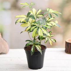 Schefflera Variegated - Plant