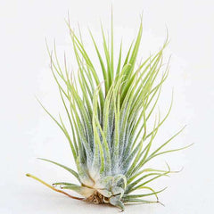 Air Plant, Tillandsia ionantha Guatemala (Medium) - Plant