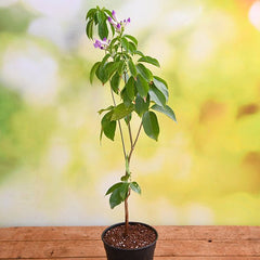 Garlic Creeper, Mansoa Alliacea - Plant