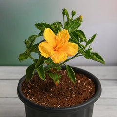 Hibiscus, Gudhal Flower (Yellow) - Plant