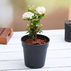 Ixora Mini Dwarf (White) - Plant