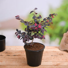 Loropetalum, Chinese Fringe Bush - Plant