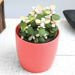 Midstripe Rainbow Bush, Portulacaria afra medio-picta - Succulent Plant