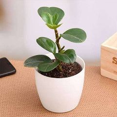 Peperomia obtusifolia - Succulent Plant