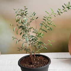 Shami Plant, Tree of Dhanishta Nakshatra, Capricorn or Makar Rashi