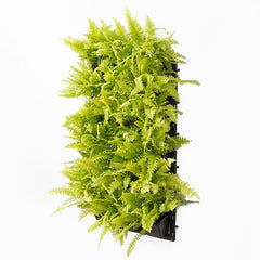 Pleasing Indoor Vertical Garden with Golden Fern Plants