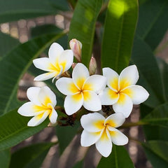 Plumeria, Champa (White) - Plant