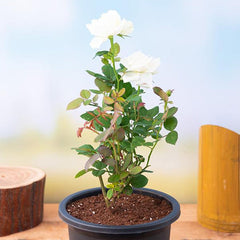 Rose (White) - Plant