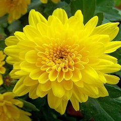 Shevanti, Chrysanthemum (Yellow) - Plant