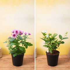 The Fragrant Beauties Pack