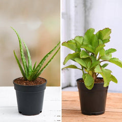 Medicinal Plants Packs