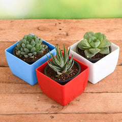 Top 3 Hard to Kill Succulent Pack