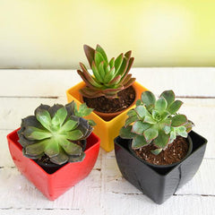Top 3 succulent plants Pack