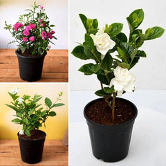 Year Round Flowering Plants Packs