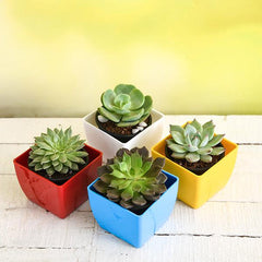 Top 4 Rose Shaped Succulent Pack