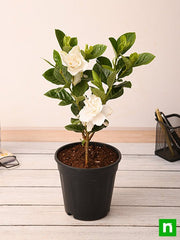 Gardenia, Ananta - Plant