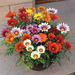 Gazania (Any Color) - Plant