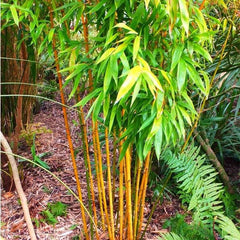 Yellow Bamboo - Plant