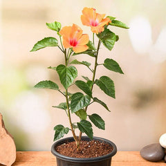 Hibiscus, Gudhal Flower (Any Color) - Plant