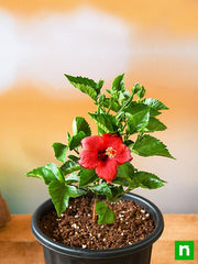 Hibiscus, Gudhal Flower (Red) - Plant