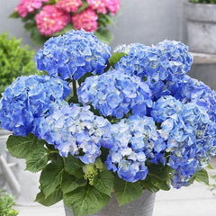 Hydrangea Macrophylla (Blue) - Plant