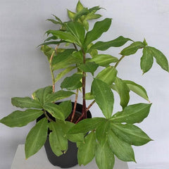 Insulin Plant, Costus igneus - Plant